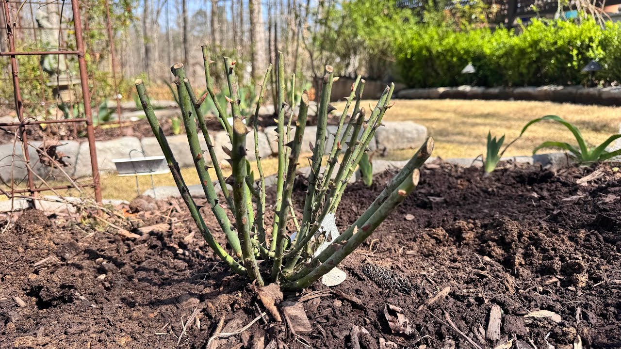 Распаковка роз Lakeview 🌹 + советы по посадке и содержанию в клетке | Бесплатный код на розы!