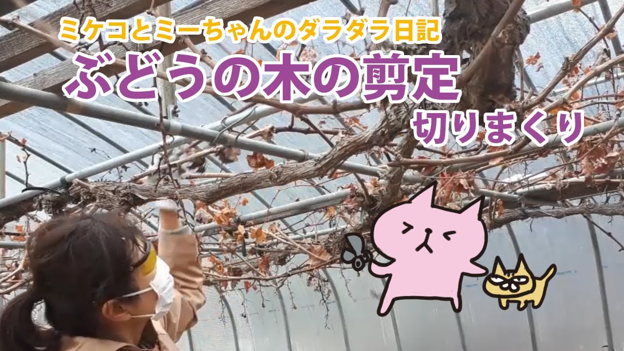 ぶどうの剪定切りまくり　ミケコとミーちゃんのダラダラ日記