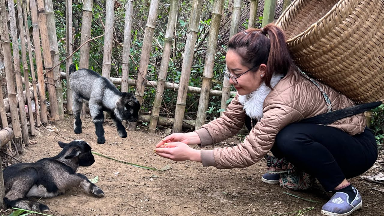 Welcome two new baby goats. go to the market to sell tomatoes