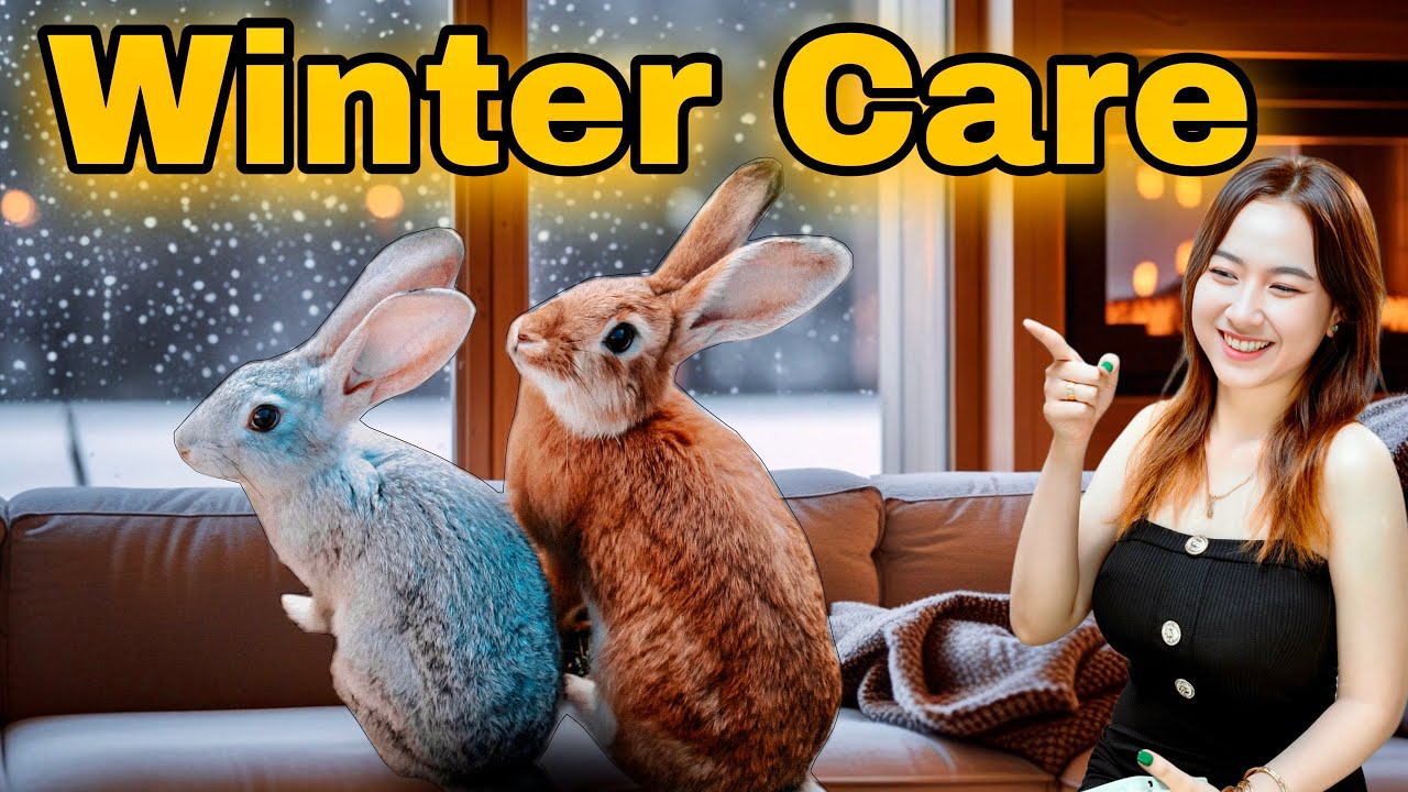 Avoid These Winter Mistakes | Rabbit winter care
