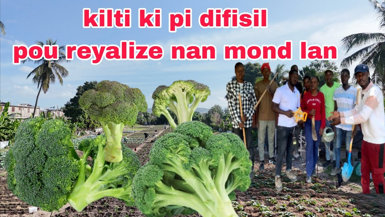 Men tout taktik yo utilize pou fè kilti ki difisil yo Nan ( Université lumière des cayes ) vin swiv.