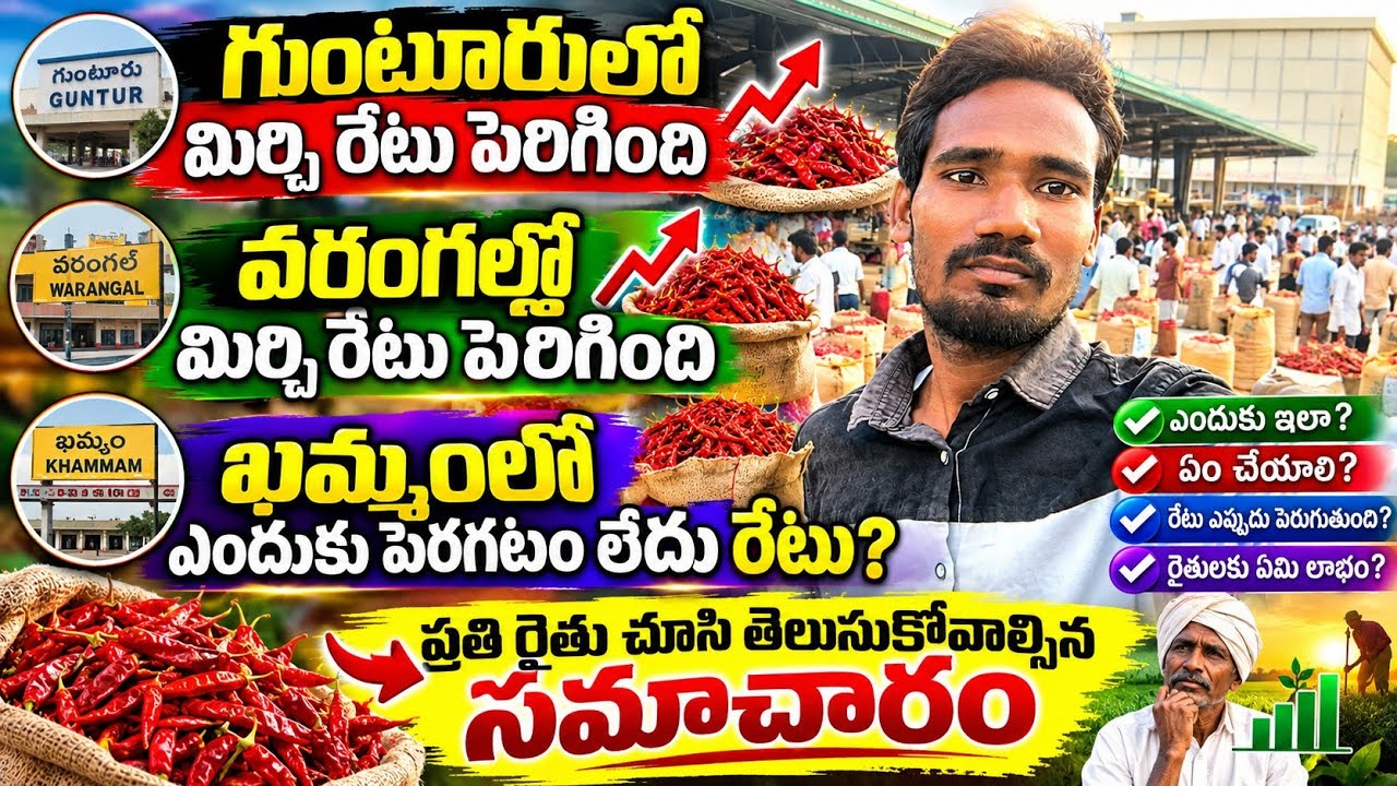 ​ఖమ్మం మిర్చి యార్డ్&zwnj;లో షాకింగ్ పరిస్థితులు! రేట్లు ఎందుకు పెరగడం లేదు? | Khammam Mirchi Market Rate