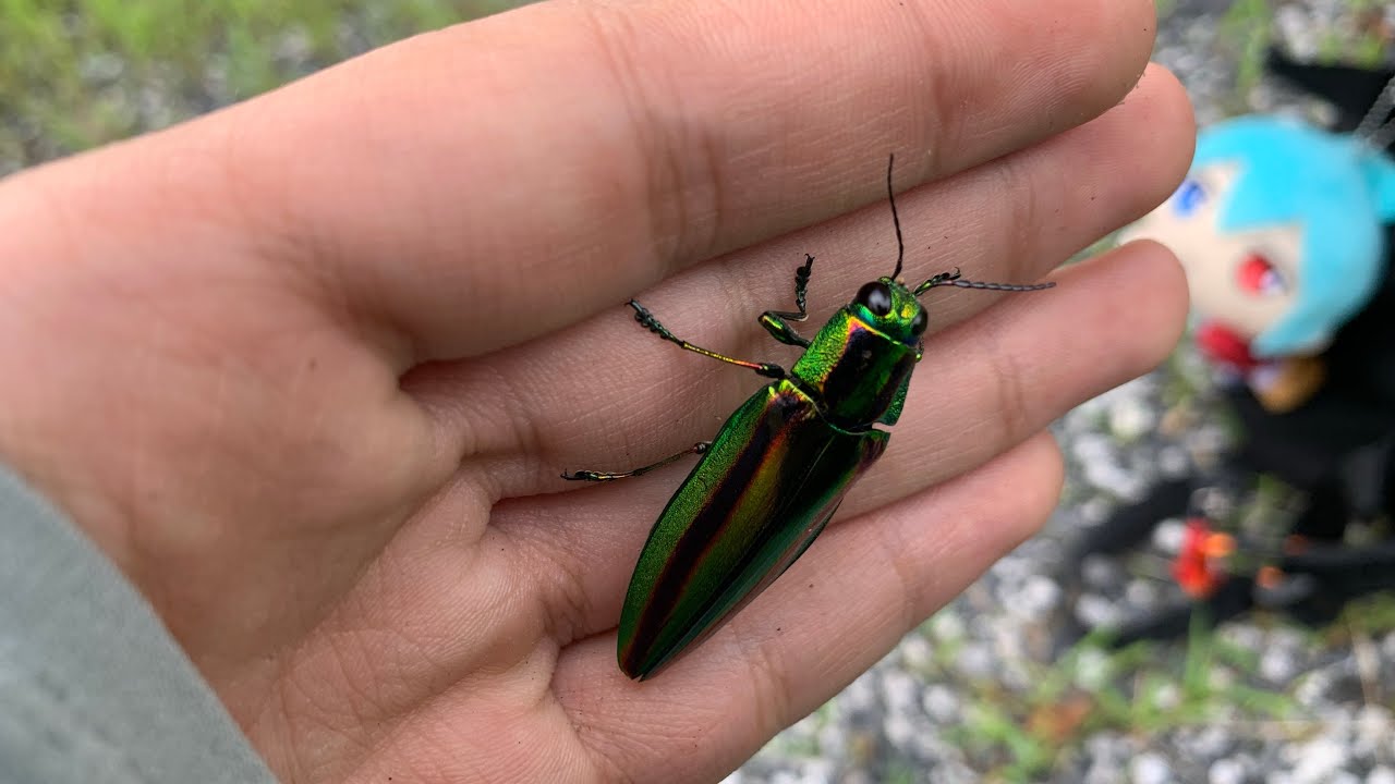 Japanese Jewel Beetle female (Saitama Pref, Japan) July 22, 2022 - Shigu Scott シグ・スコット