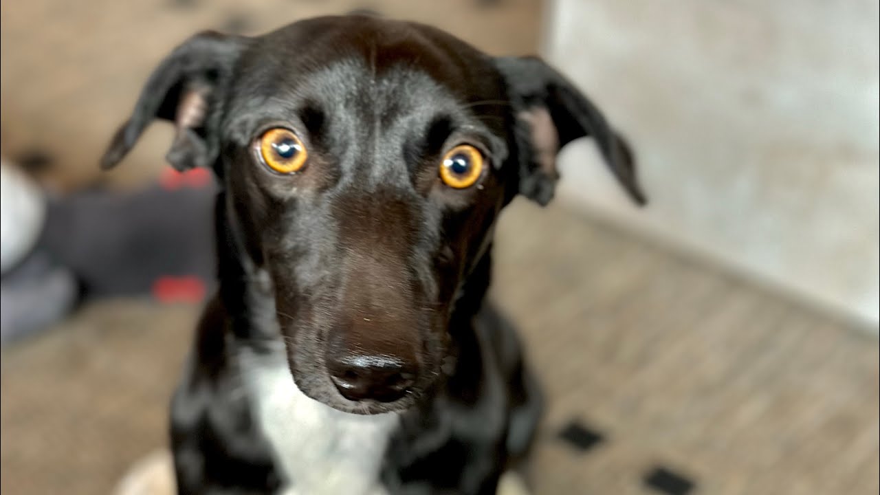 Kleiner Mischlingsrüde 🧡Coky🧡 sucht seine zukünftigen Menschen