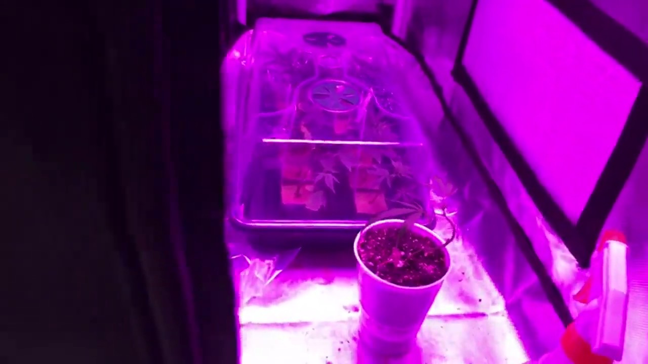 Growing Cannabis: Week 1 of flower in the 3x3 & the new 4x4!