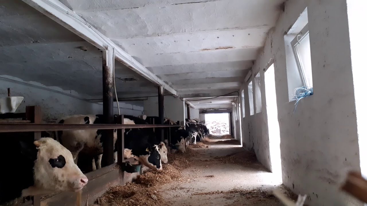Zwierzęta w naszym gospodarstwie cz.4 (ursus c-360 3p + tur2, bydło opasowe, codzienne obowiązki)
