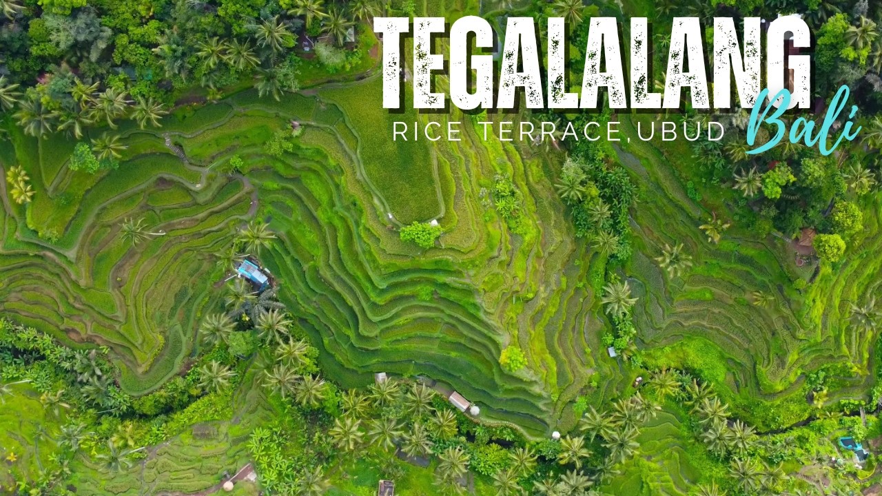 Must-Visit Bali Spot: Tegalalang Rice Terrace Swings, Terrace Hikes & Vlog Fun 🌴 #bali #ubud #fyp 