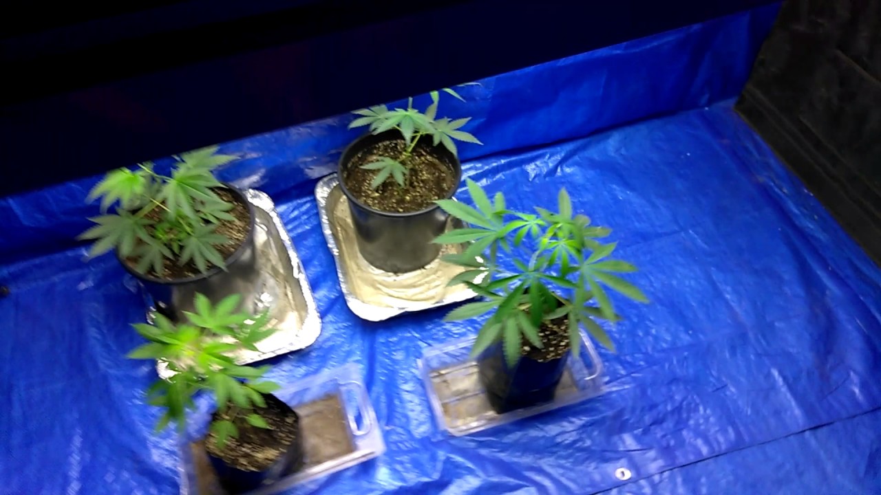 Growing weed in my basement
