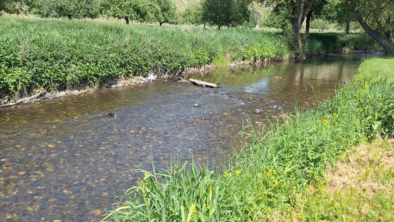 NATUR PUR zum Erholen f&uuml;r Kinder und Erwachsene. Ein Ausflug an die Dhron.
