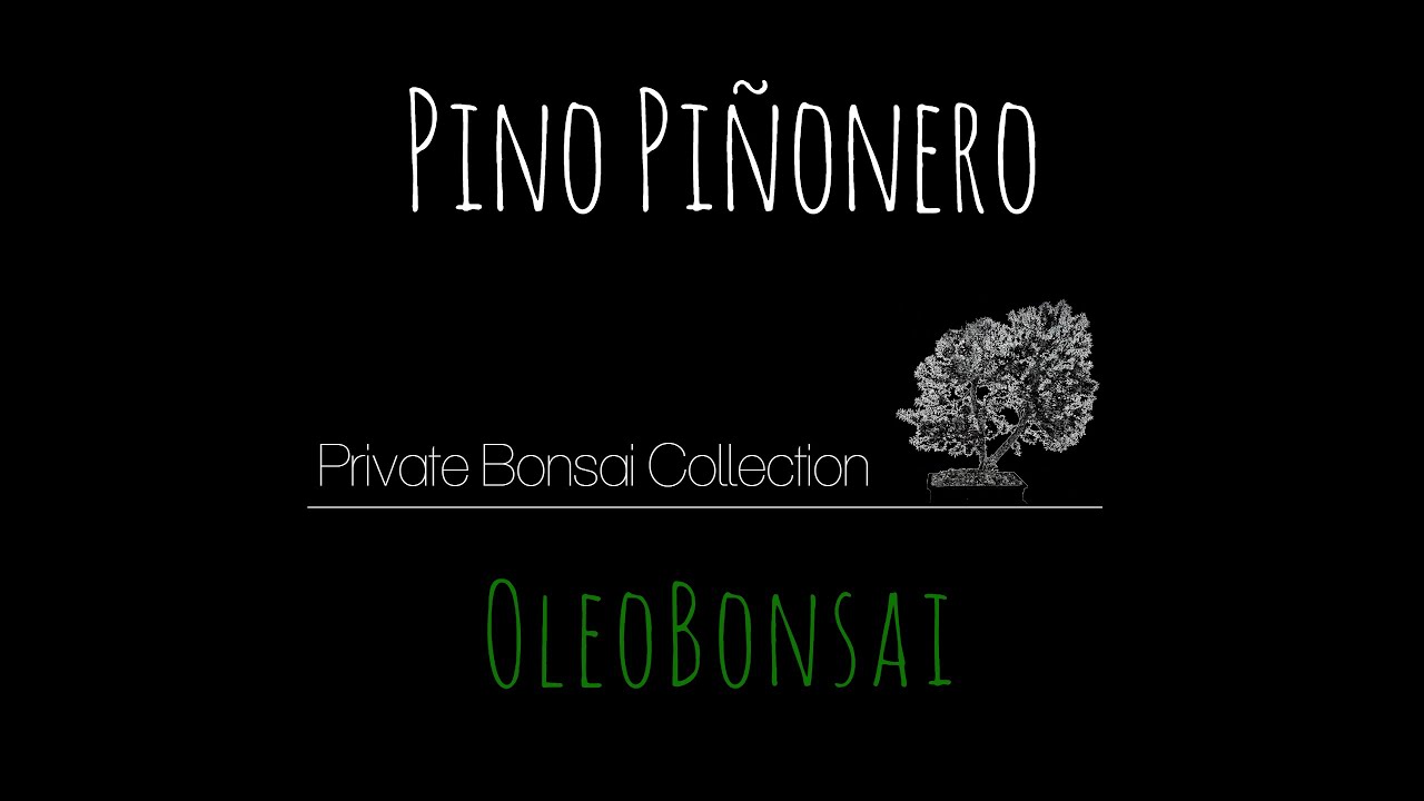 Bonsái pino piñonero - La gran transformación🌳OleoBonsai🌳Private Bonsai Collection.