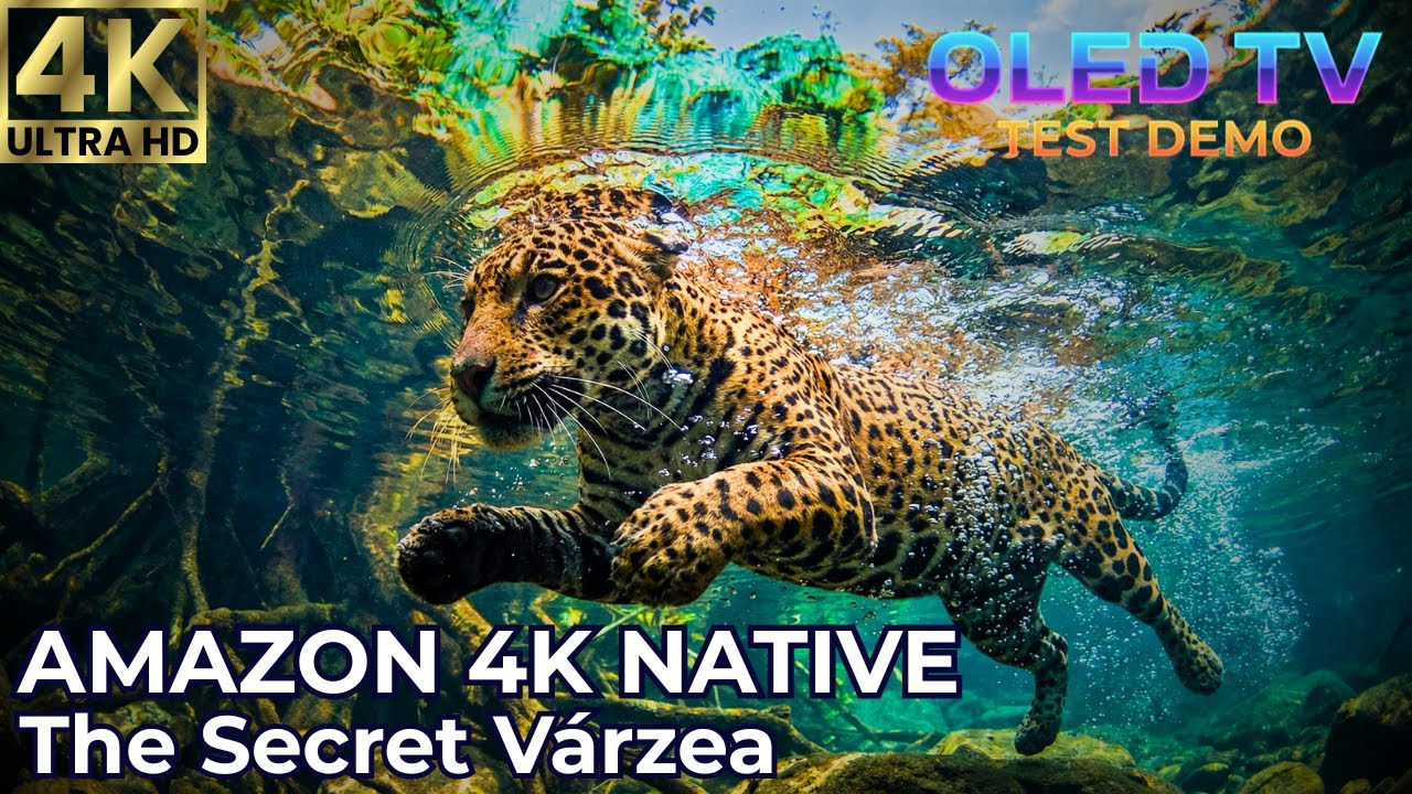 The Forest That Breathes Underwater: Secret Amazon Várzea | 4K Native OLED TV Test Demo