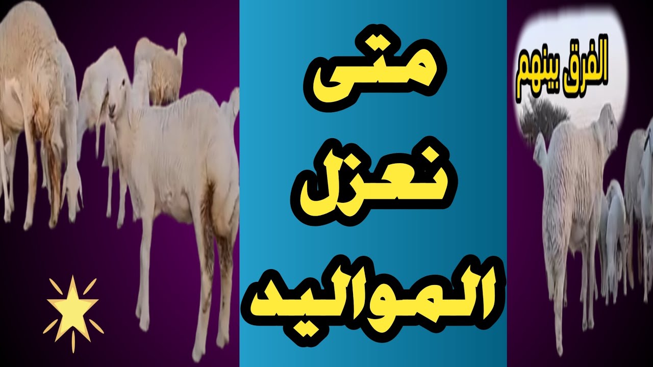 عزل مواليد الاغنام و متى يتم عزل البهم فيه اكثر من طريقه