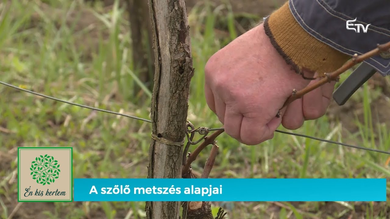 A szőlő metsz&eacute;s alapjai &ndash; &Eacute;n kis kertem