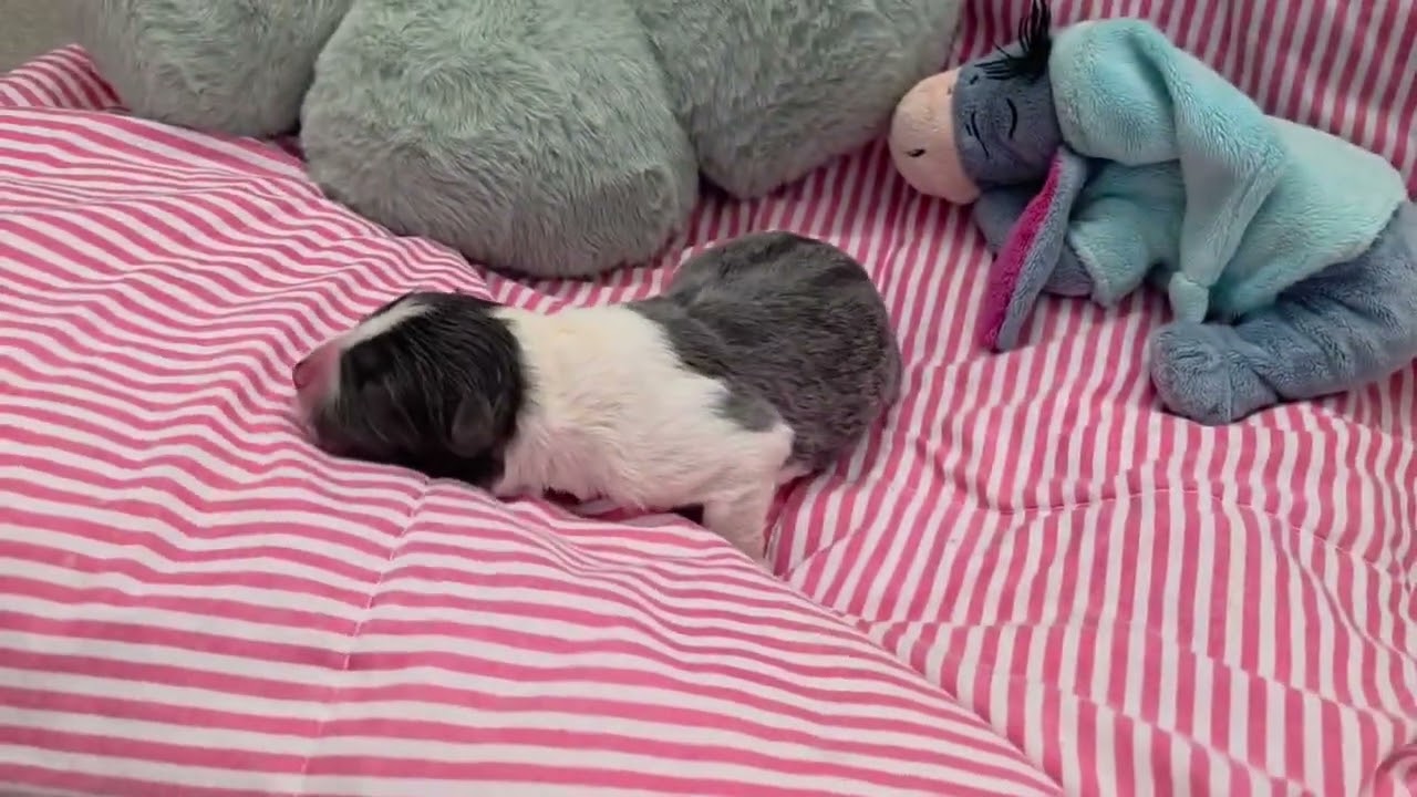 Chiots Jaïs x Trixie 1 jour