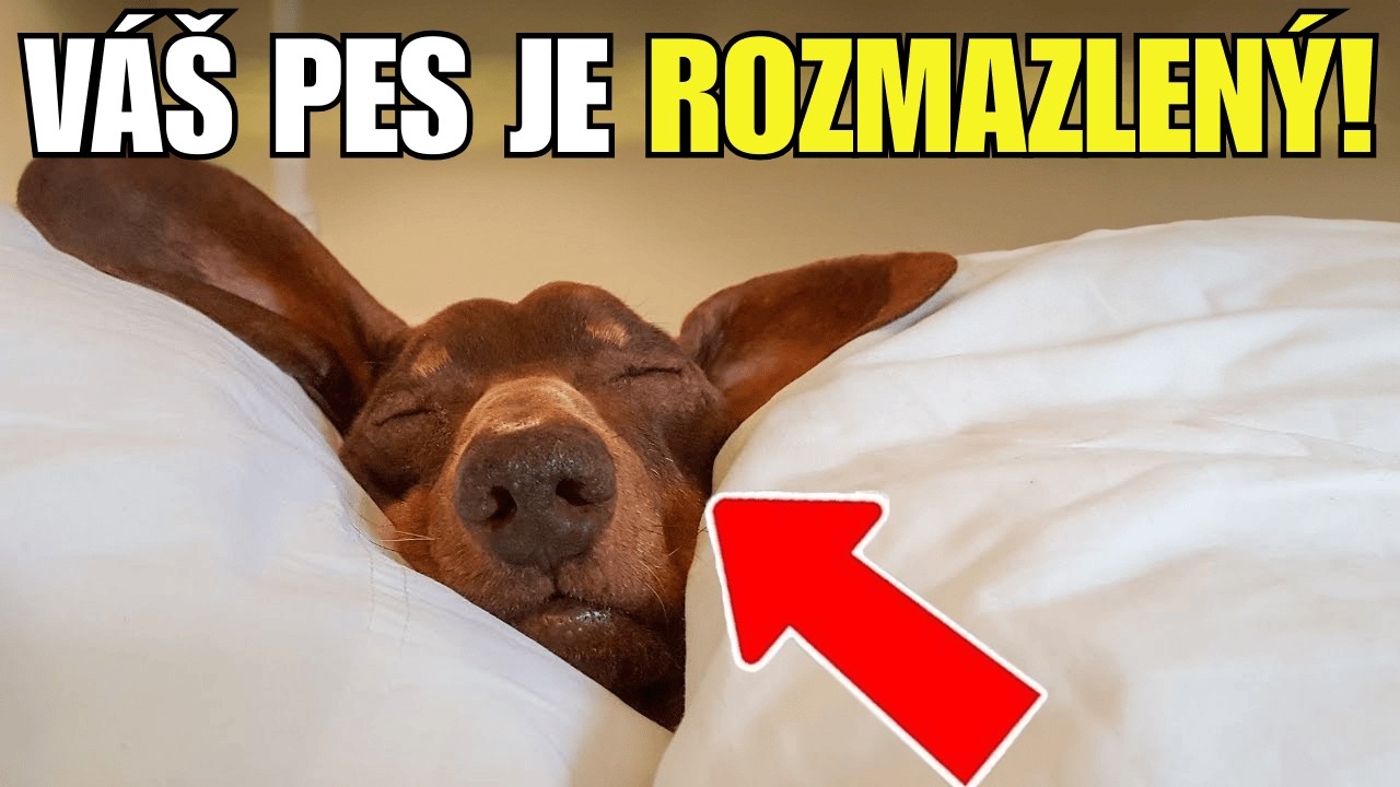 17 znamení, že je váš pes rozmazlený (a co s tím dělat)