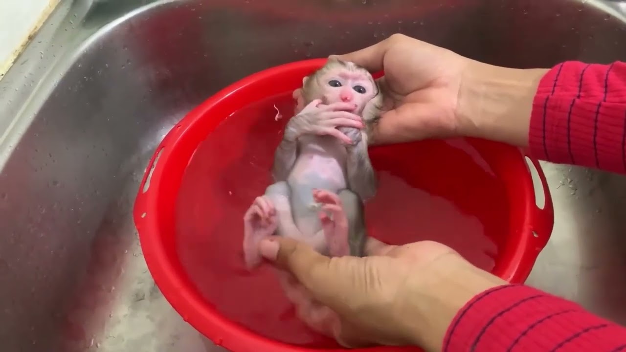 Rescued Baby Monkey&rsquo;s First Bath 🐒🛁 | Gentle Care & Recovery Moment