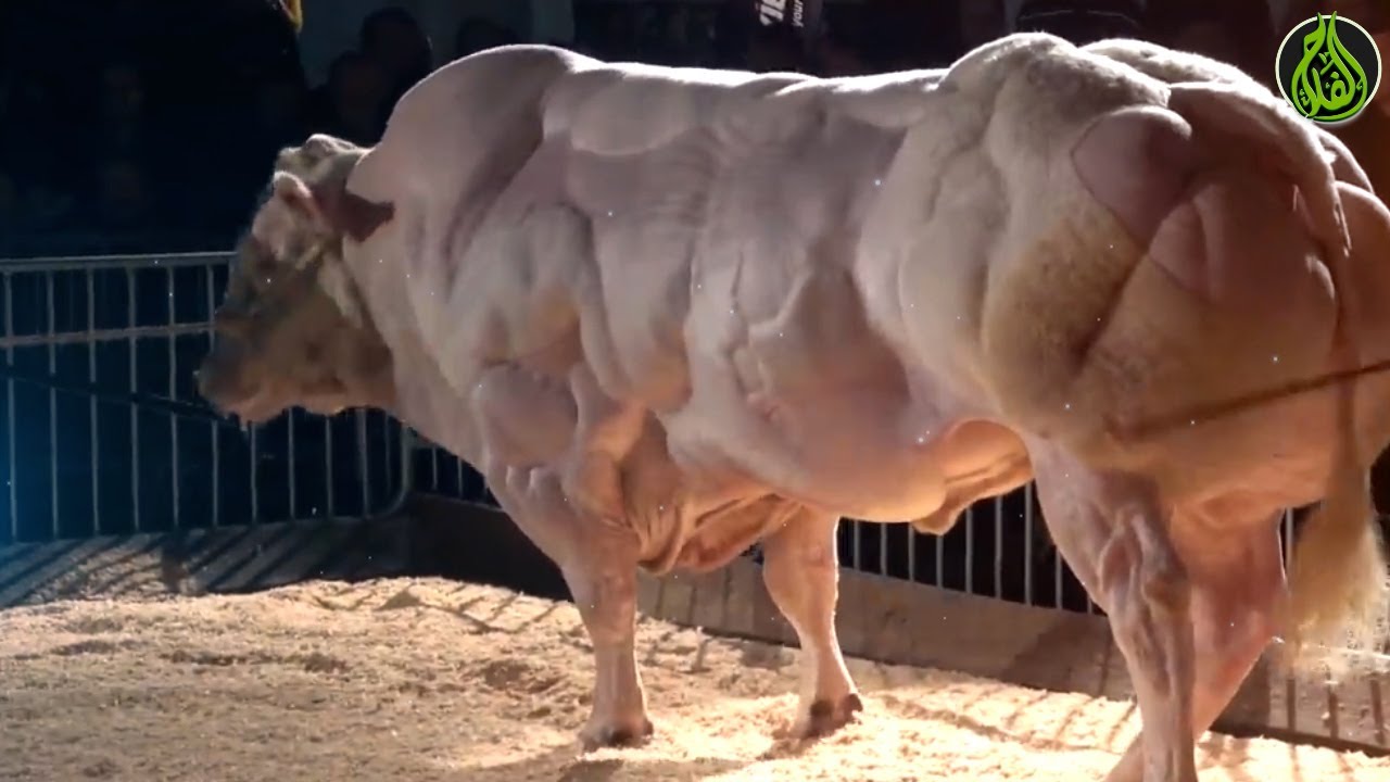 اضخم ثور في العالم _The largest bull in the world