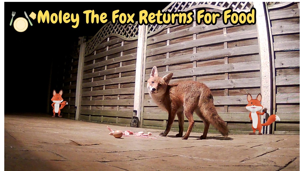 Moley The Fox Is Back After Hols