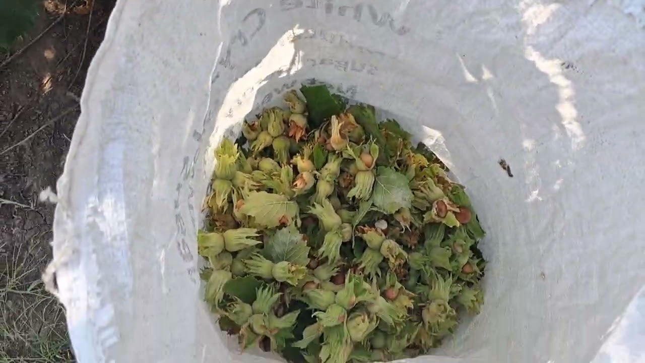 Фундук Сорт КАВКАЗ.