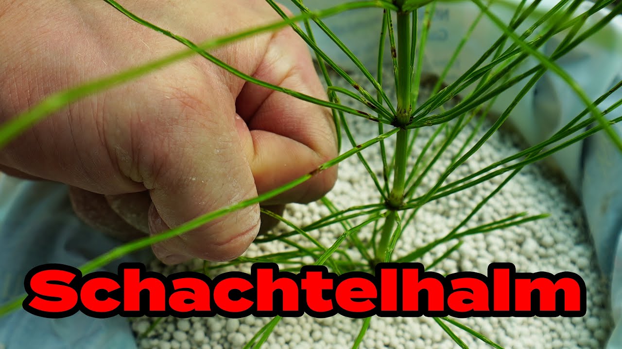 SCHACHTELHALM bekämpfen im Garten mit Gärtner-Großmeister Edu