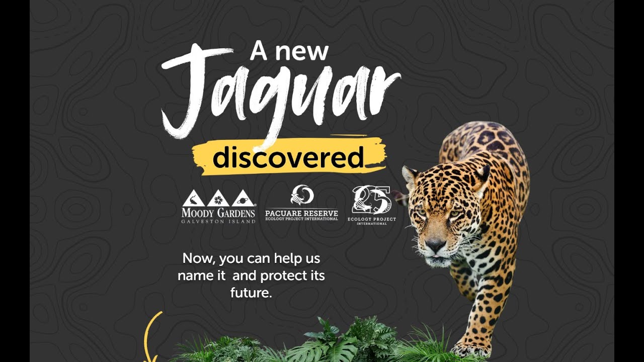 A new jaguar has been discovered in Pacuare Reserve 🐆