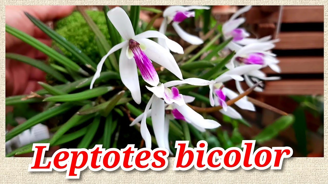 Маленькие Орхидеи на блоке - Leptotes bicolor, уход и содержание в домашних условиях