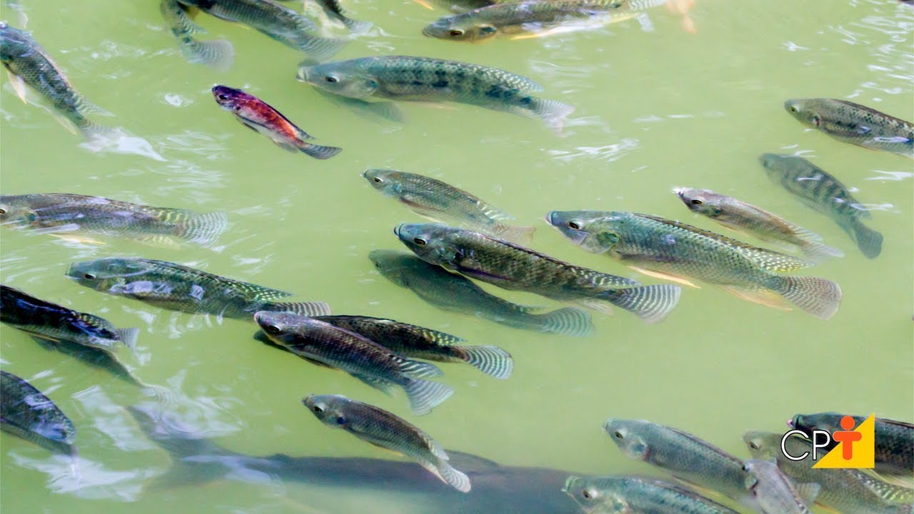 Curso a Distância Produção de Alevinos CPT