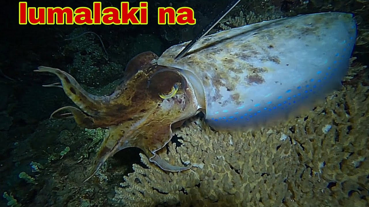 ep568 Dive2 lumalaki na ang kulambutan night spearfishing Philippines 