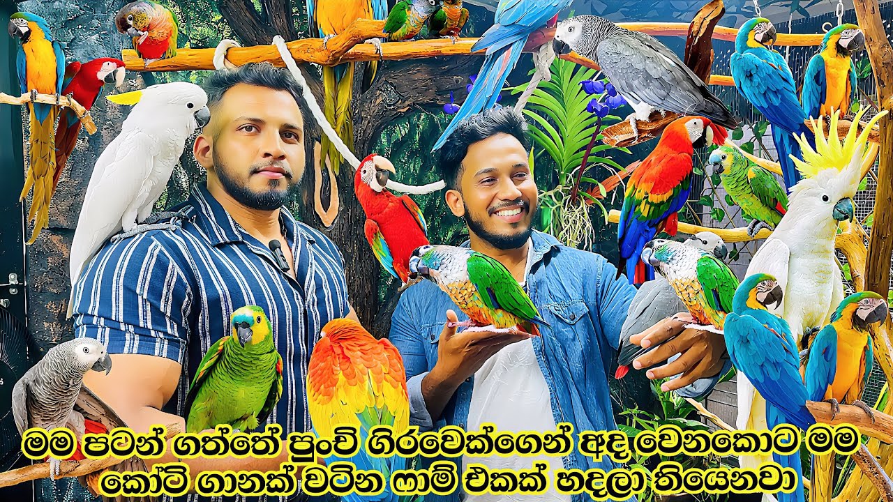 හැමදාම Discount එක්ක ගිරවෙක් ගන්න ලස්සන ගමක අළුතෙන්ම open වුනු සුපිරි place එක | PIKABOO BIRD Kandy