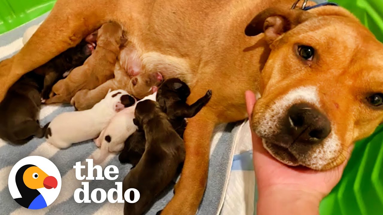 Exhausted Pittie Momma gets Surprised with a Day Off | The Dodo Foster Diaries