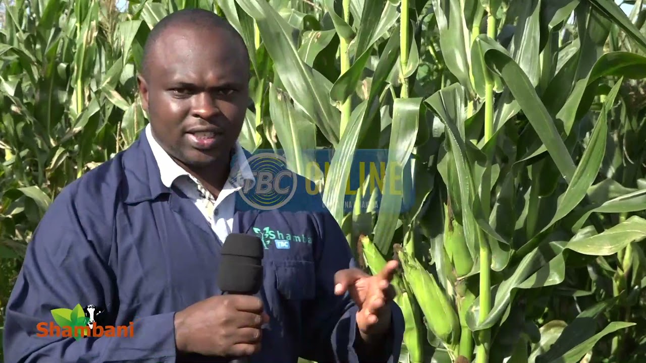 #TBCSHAMBANI:  KILIMO CHA MAHINDI