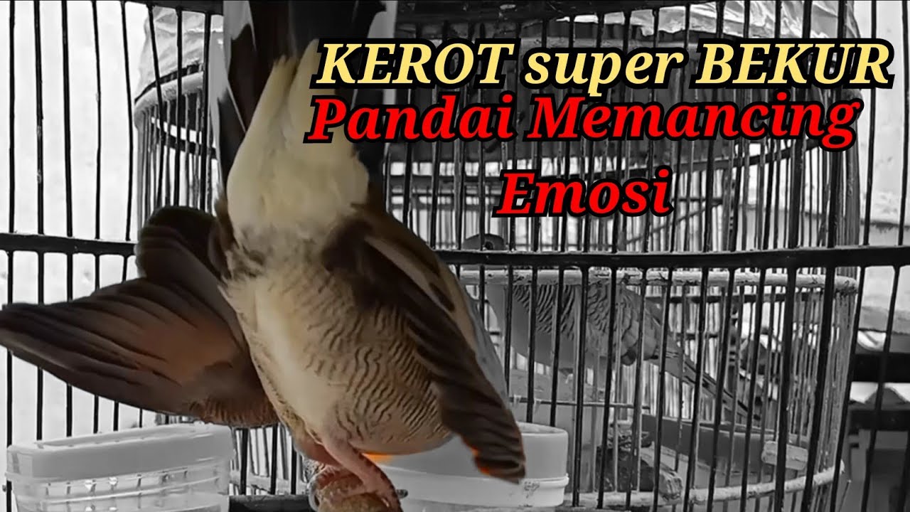Suara perkutut lokal gacor NGEROT super Bekur ini Paling pintar membuat perkutut lain Bunyi Emosi