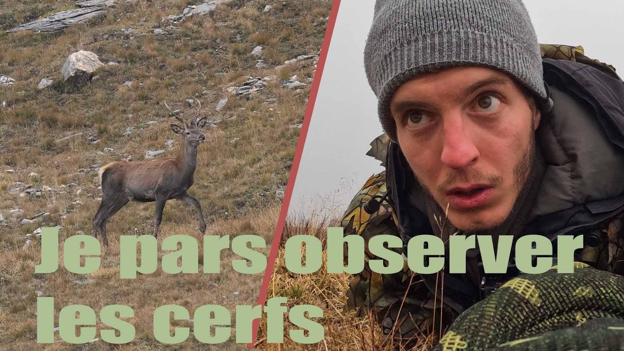 Sur les traces du Cerf Elaphe