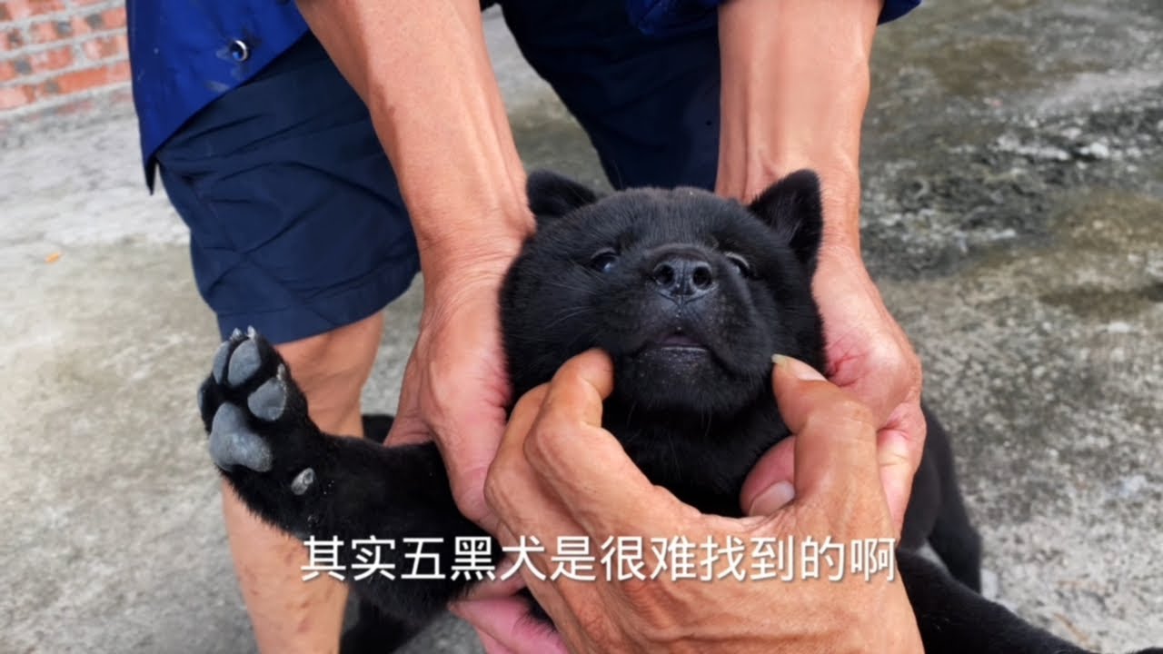 真正的五黑犬平时很少遇到，今天到农村去，才偶遇上一只 #小黑狗 #田园犬 #土狗咋了