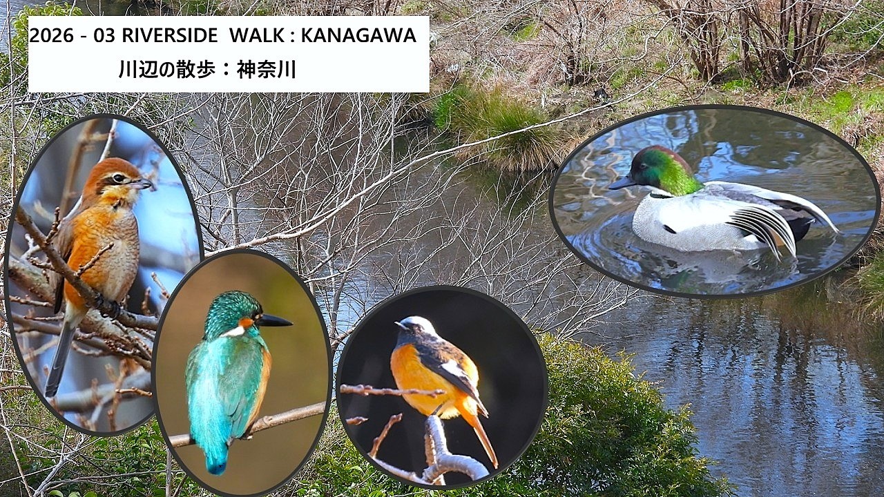 2026-03 Riverside walk   Kanagawa／川辺の散歩：神奈川