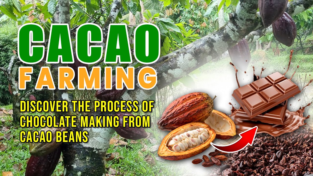 AMAZING CACAO FARMING: PAANO NGA BA NAGIGING CHOCOLATE ANG CACAO BEANS?