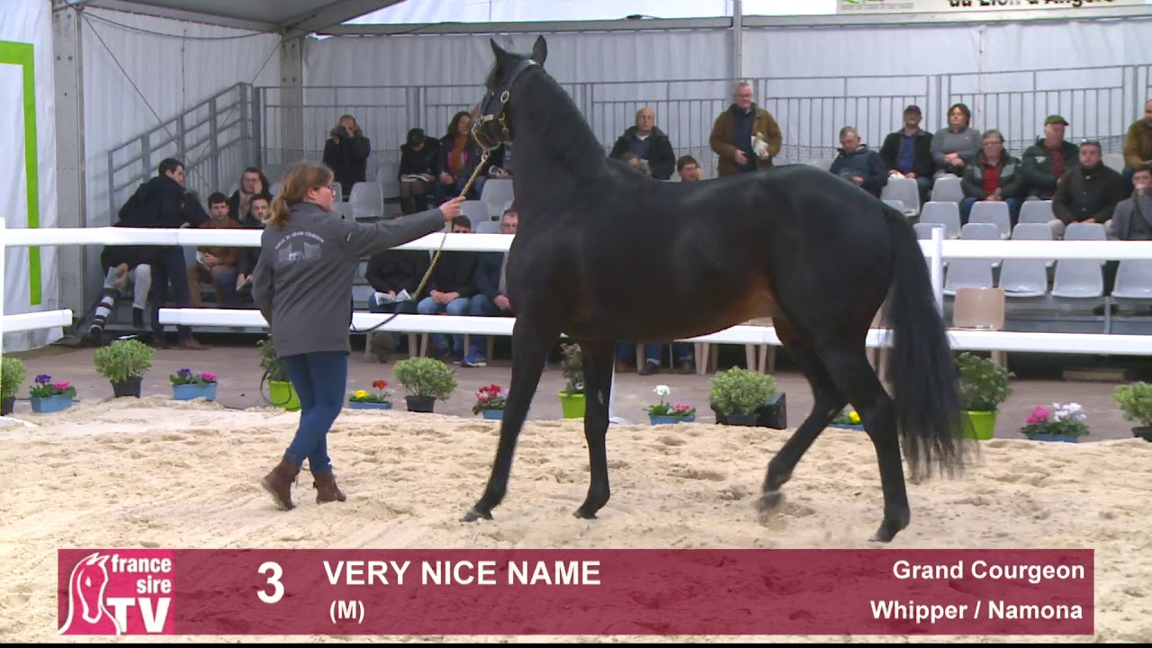 3 - Very Nice Name - Whipper / Namona - Haras du Grand Courgeon
