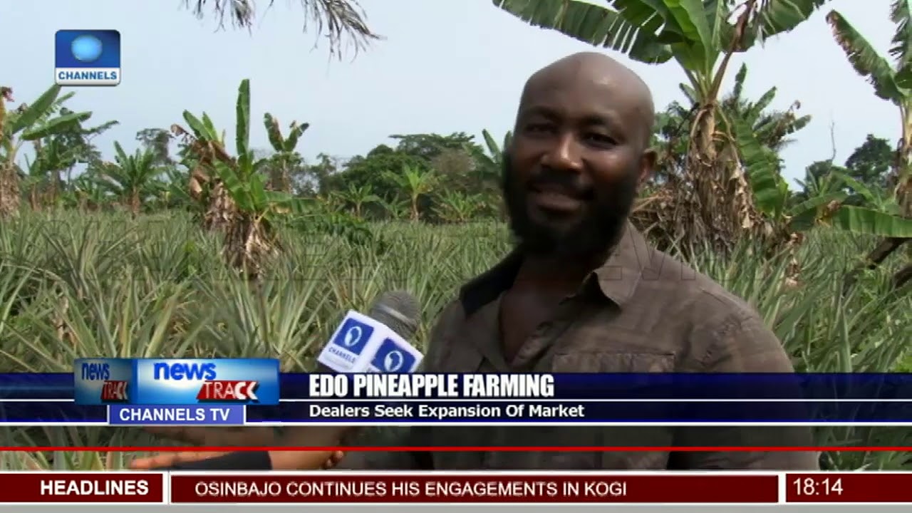 Edo Pineapple Farmers Seek Expansion Of Market