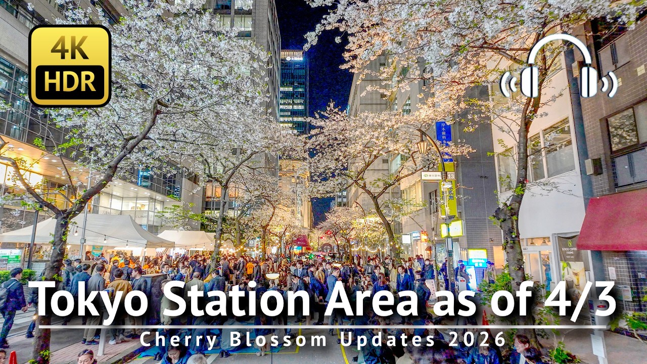 🌸 東京桜開花速報 2026：東京駅近のさくら通りと日本橋 [4K/HDR/バイノーラル]