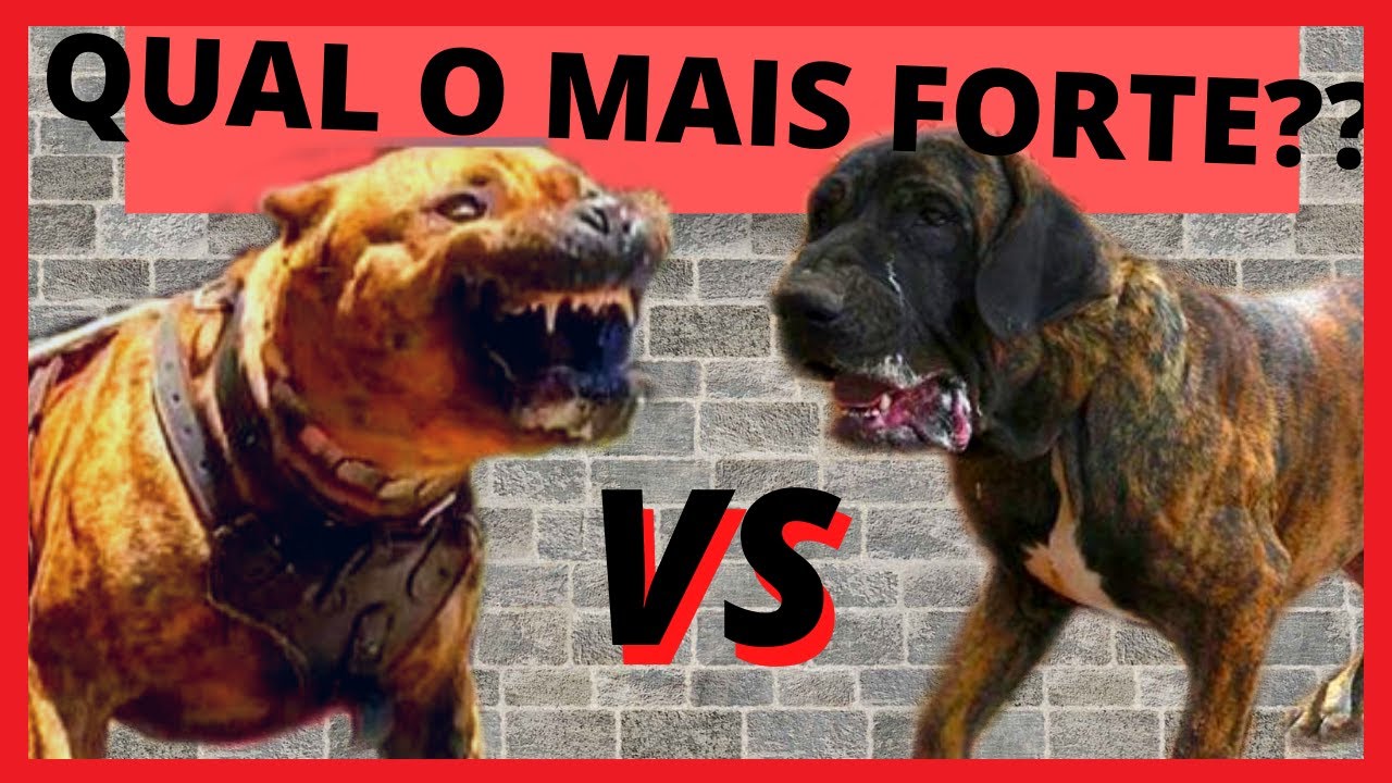 FILA BRASILEIRO VS PRESA CANÁRIO - Qual o cachorro mais forte