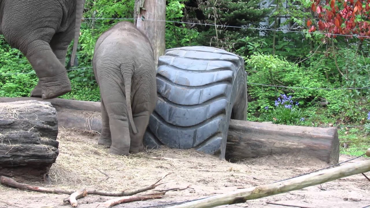 Elephants Kina and her brother Kyan having fun with a tire.