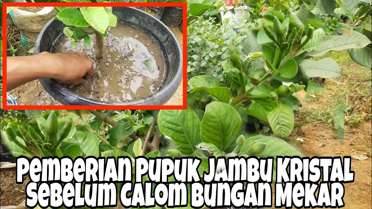 Cara Pemberian Pupuk Jambu kristal dalam pot