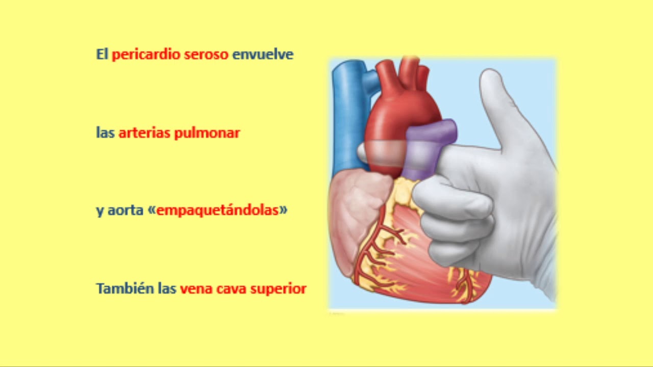 Pericardio.