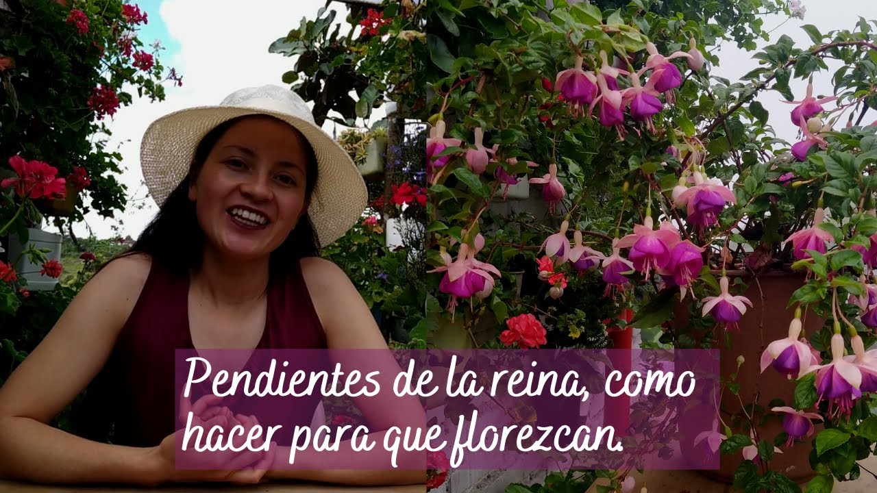 Pendientes de la reina como hacer para que florezcan | Jardín Diaz