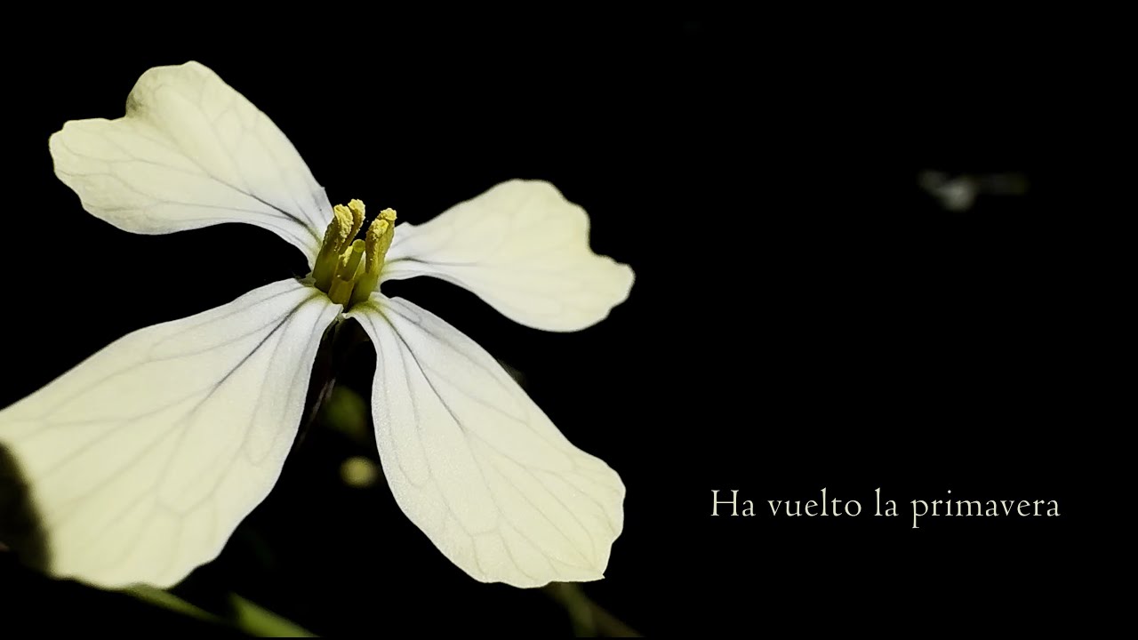 HA VUELTO LA PRIMAVERA / CLOSER, para guitarra eléctrica con loop  y teclas. [4K]