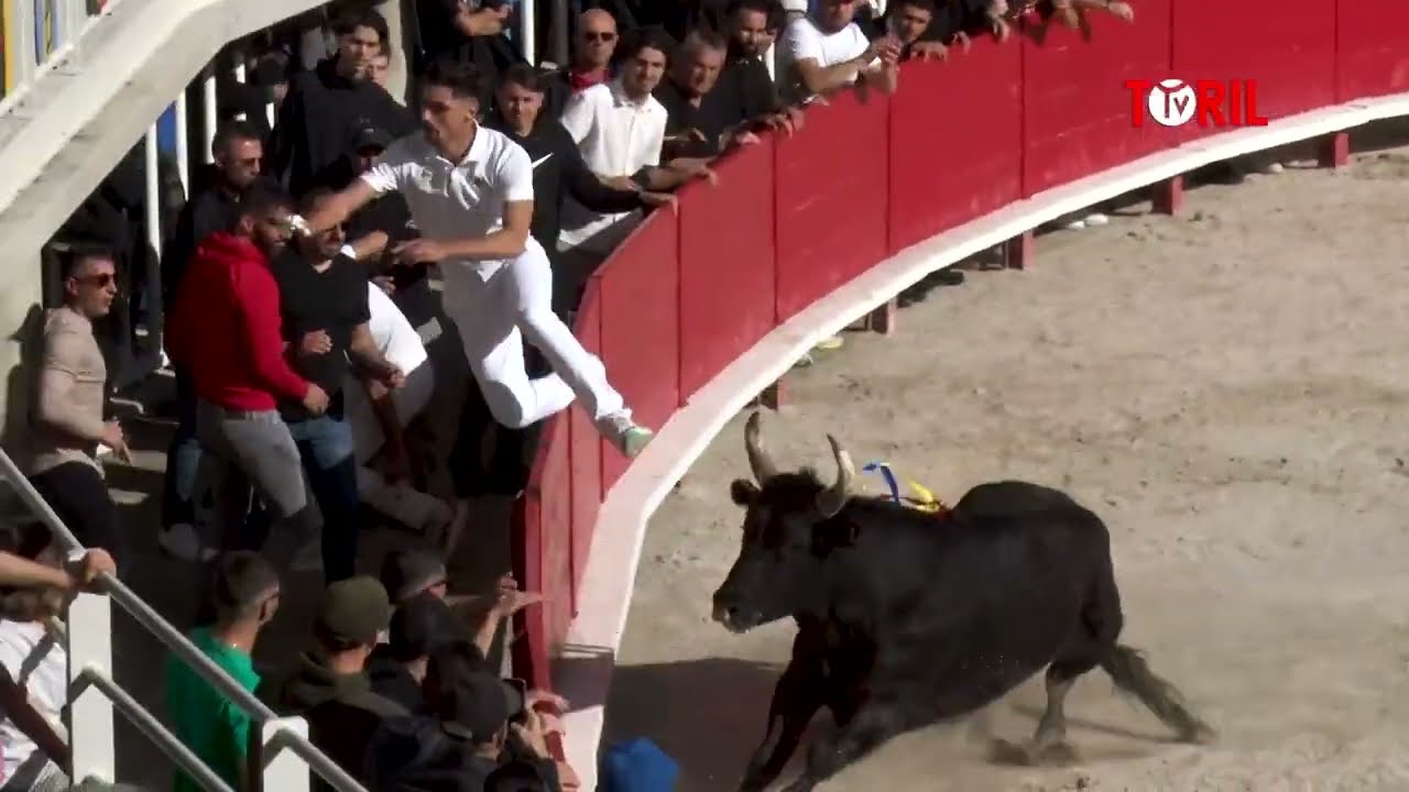 LUNEL (01/04/2024) - Le résumé de la course - Royale manade Saumade