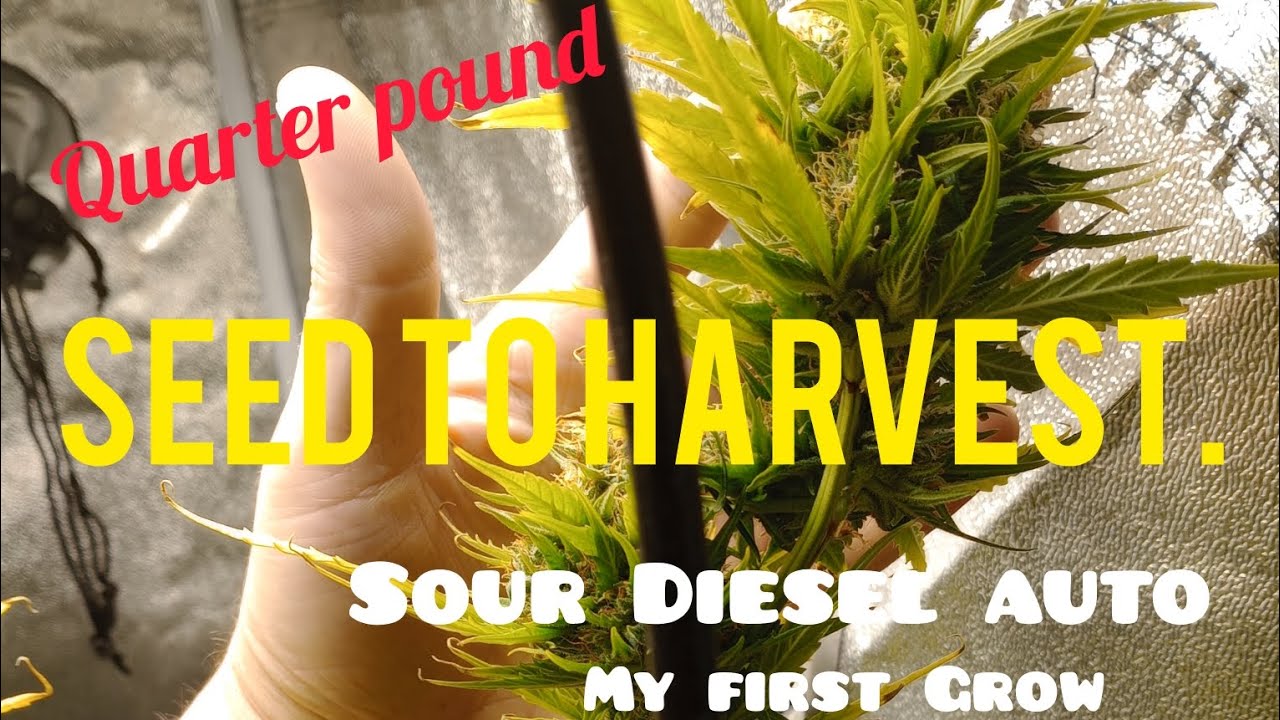 Seed to Harvest Sour Diesel auto Quarter Pound dry weight.