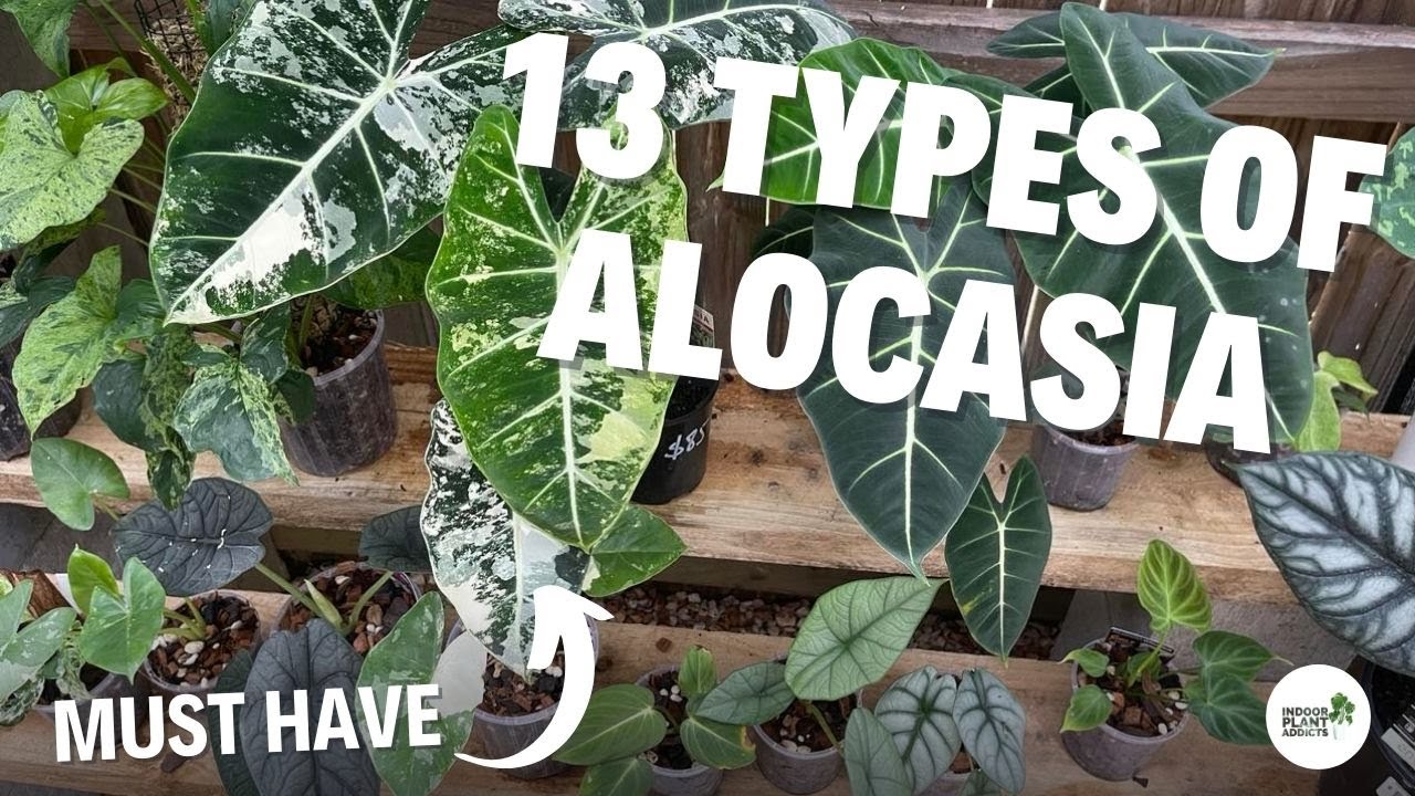 13 Must Have Alocasia To Keep Indoors