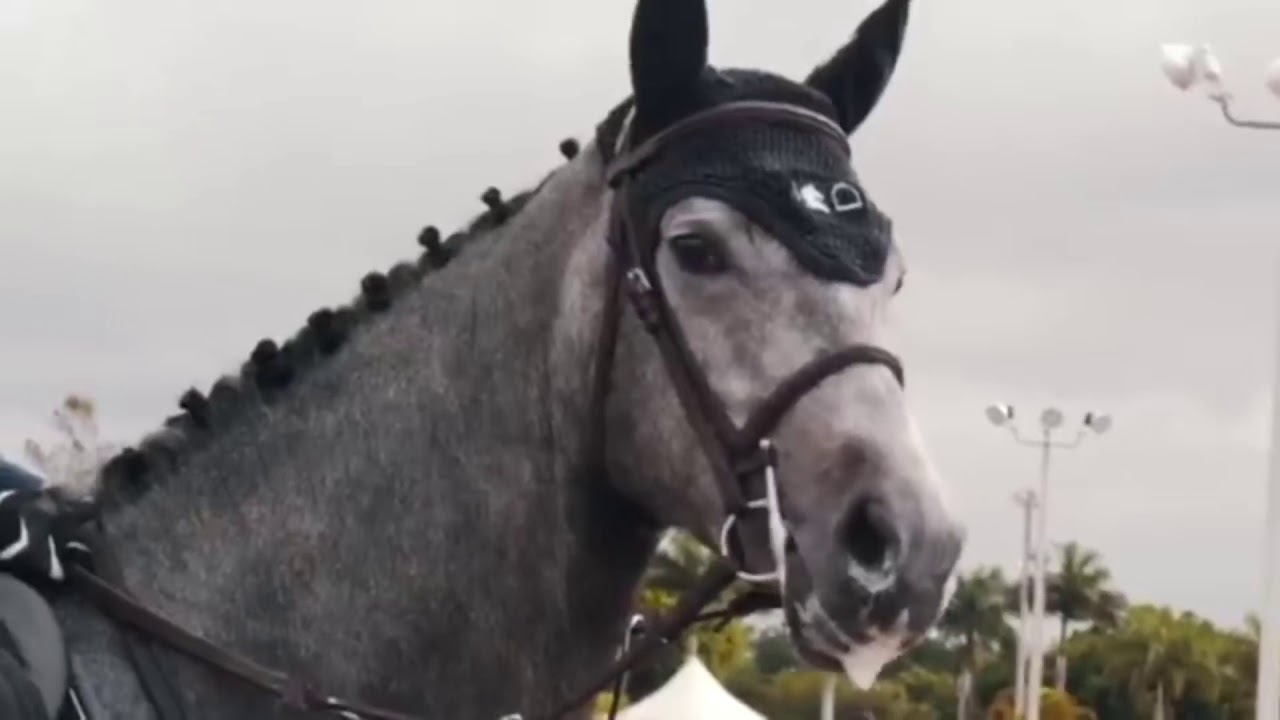 Monster | Horse fails, falls, bloopers, outtakes. Cool equestrian moments