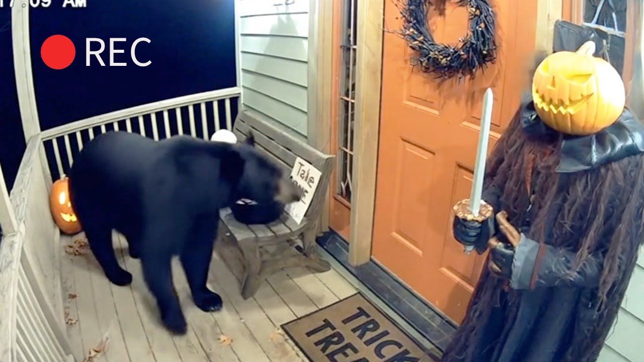 Don't scare the bears 🐻🎃 Bears scared by halloween decorations (CCTV)